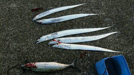 南甲子園浜。今日もタチナブラ。引き続き好調…